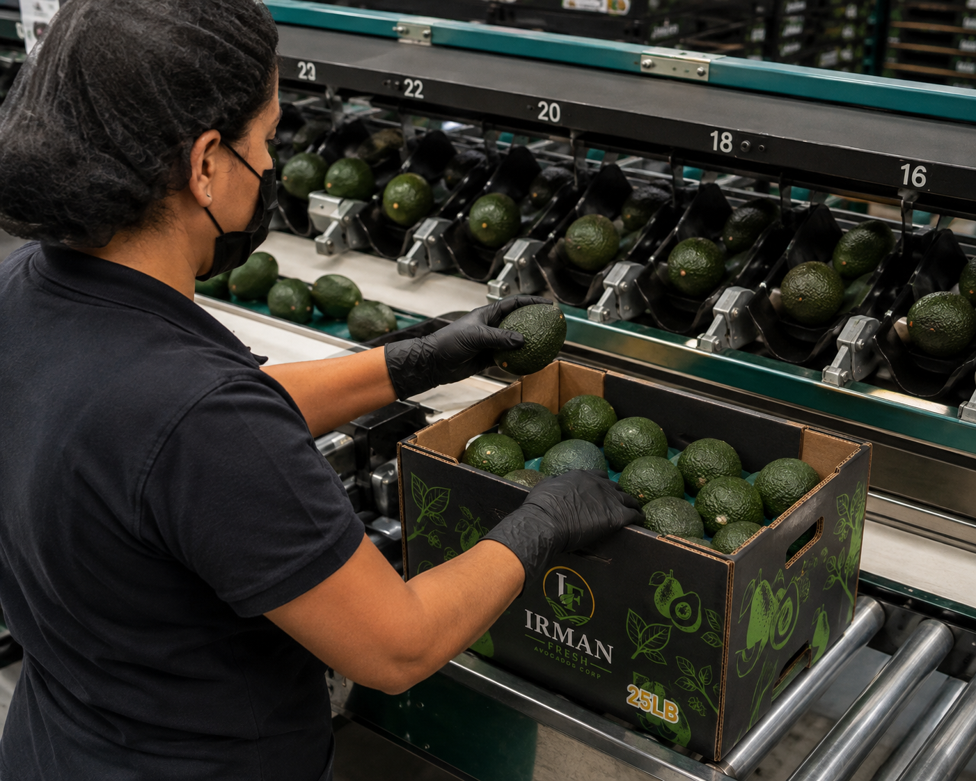 Selección y empaque de aguacate