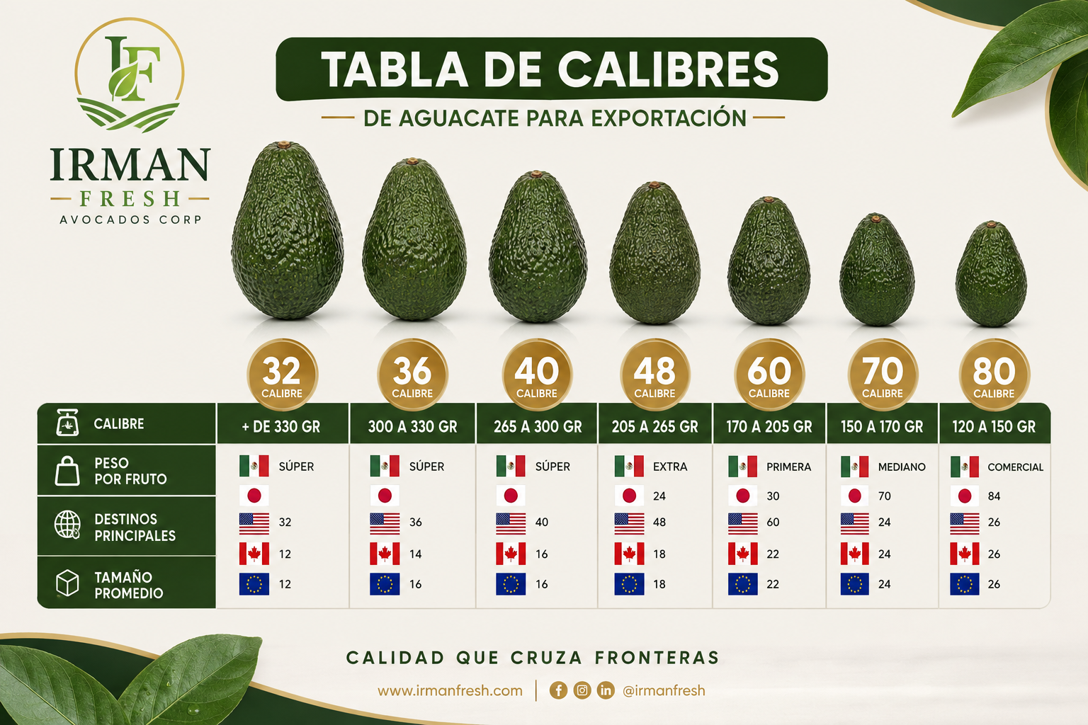 Calibres de aguacate